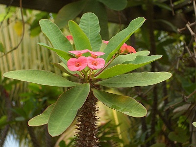 Tanaman Euphorbia Milii