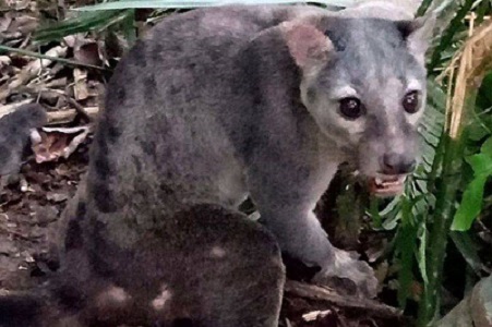 Musang Sulawesi Yang Langka